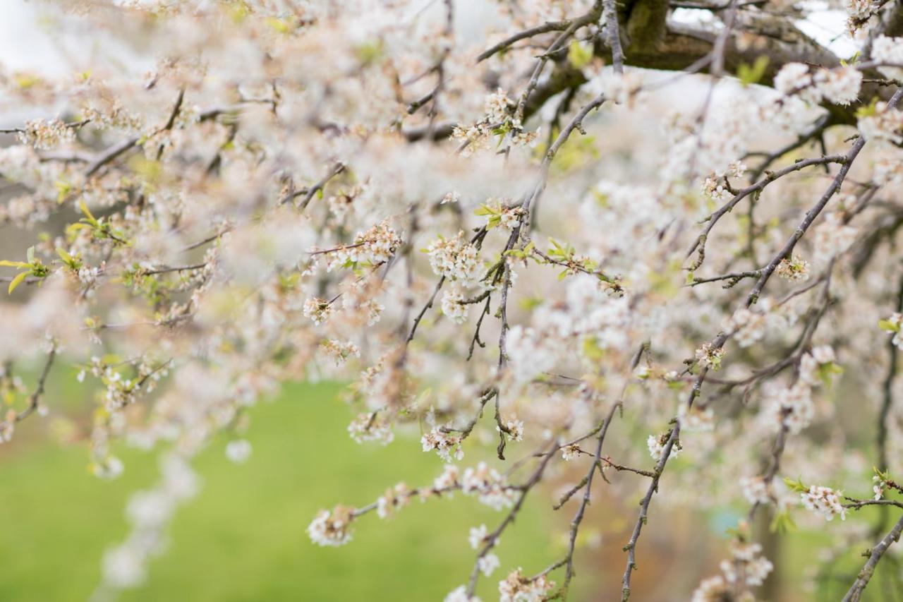 Dragon Orchard Retreat Villa Ledbury Bagian luar foto